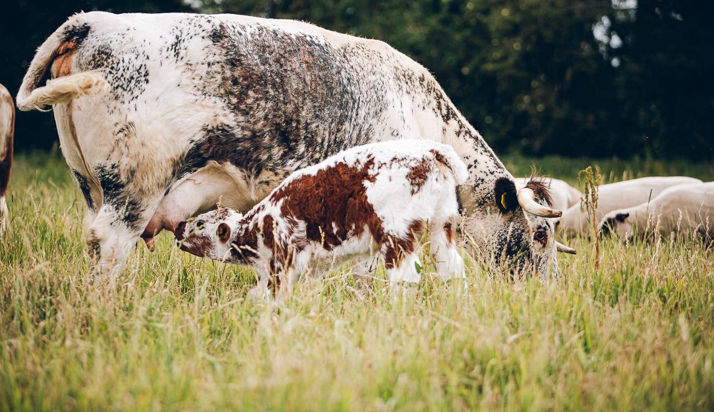 Young English Longhorn calf suckling off her 100% pasture-fed mother