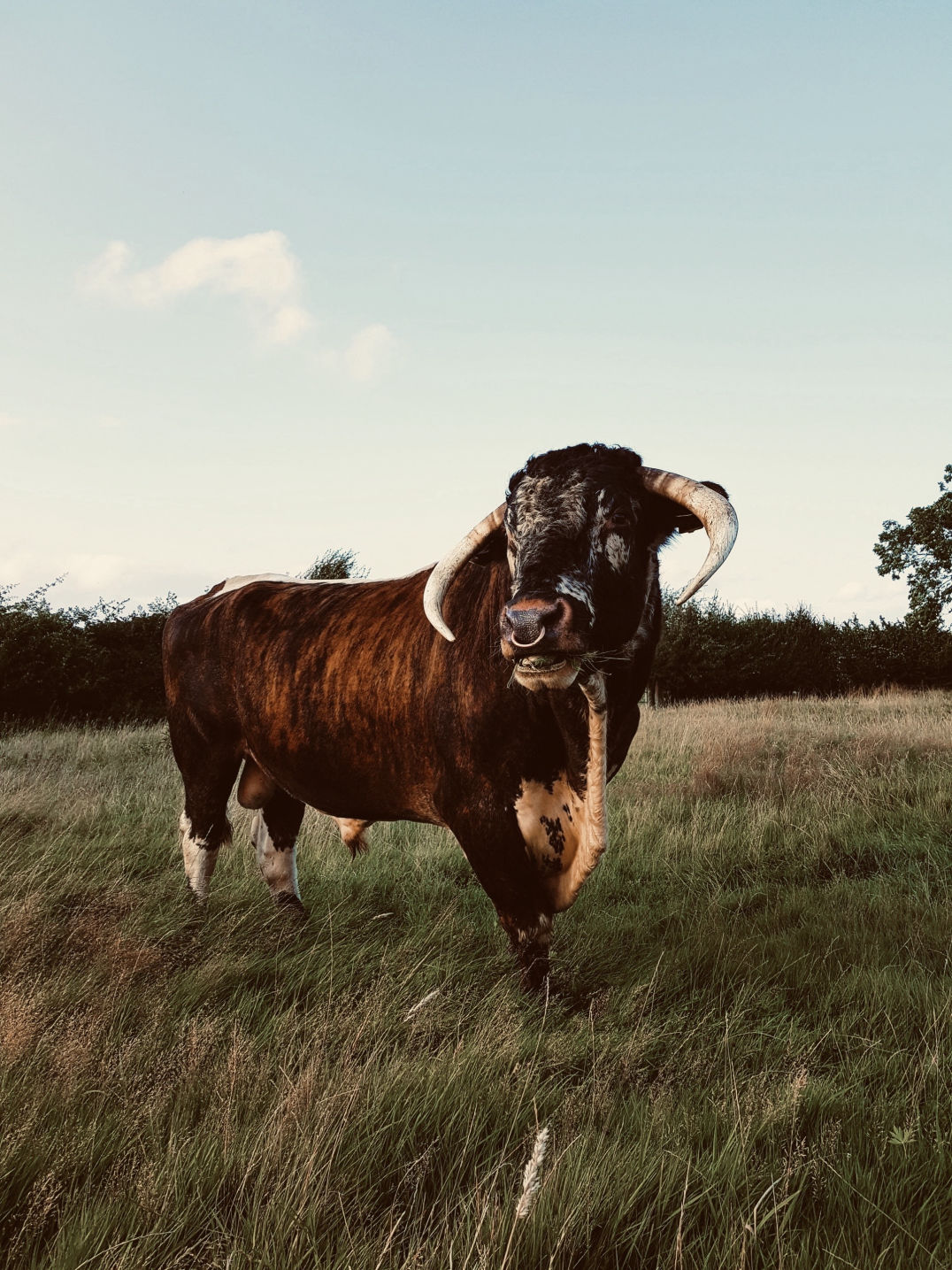 English longhorn bull