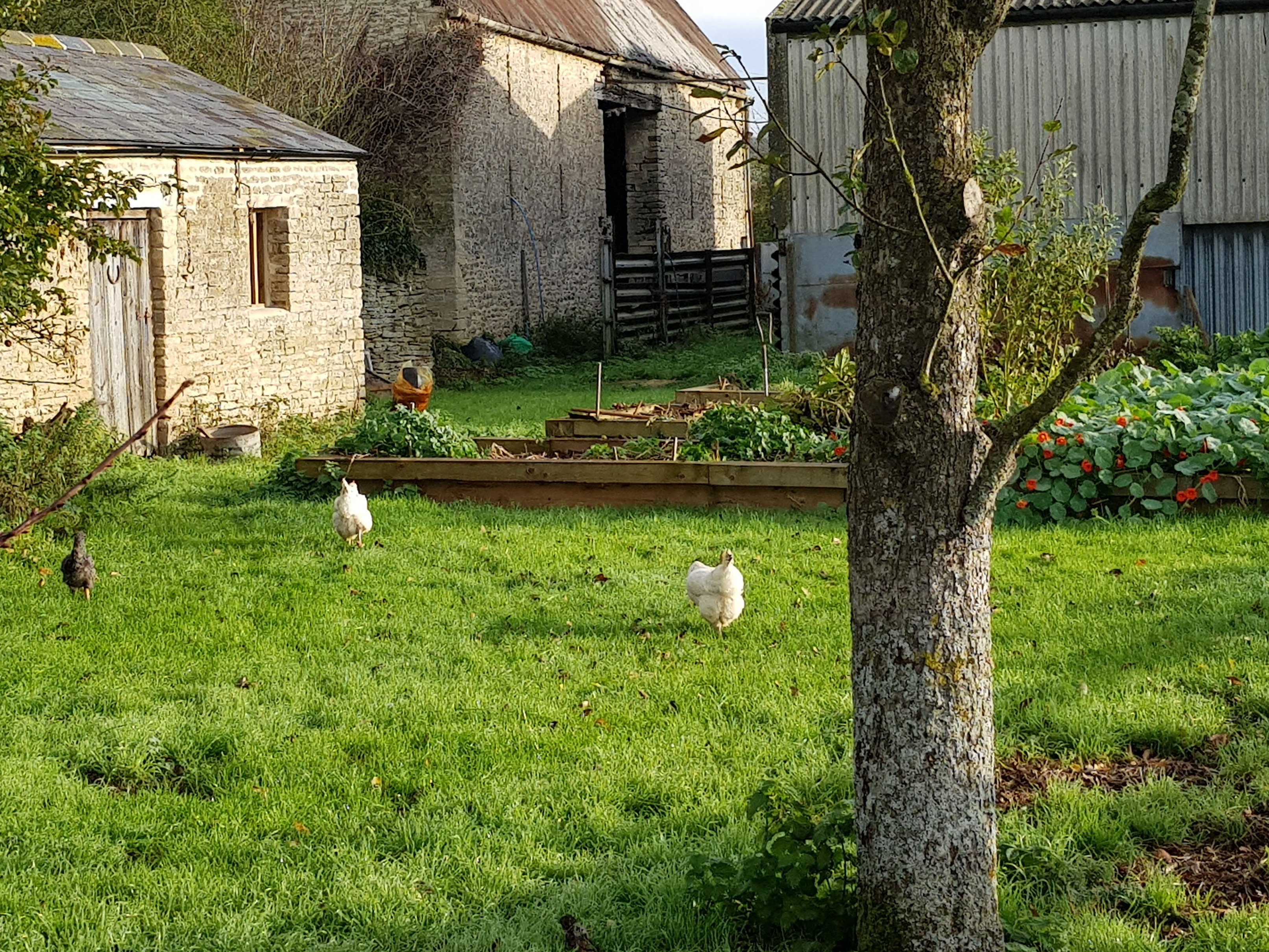 hens in the Kitchen garden