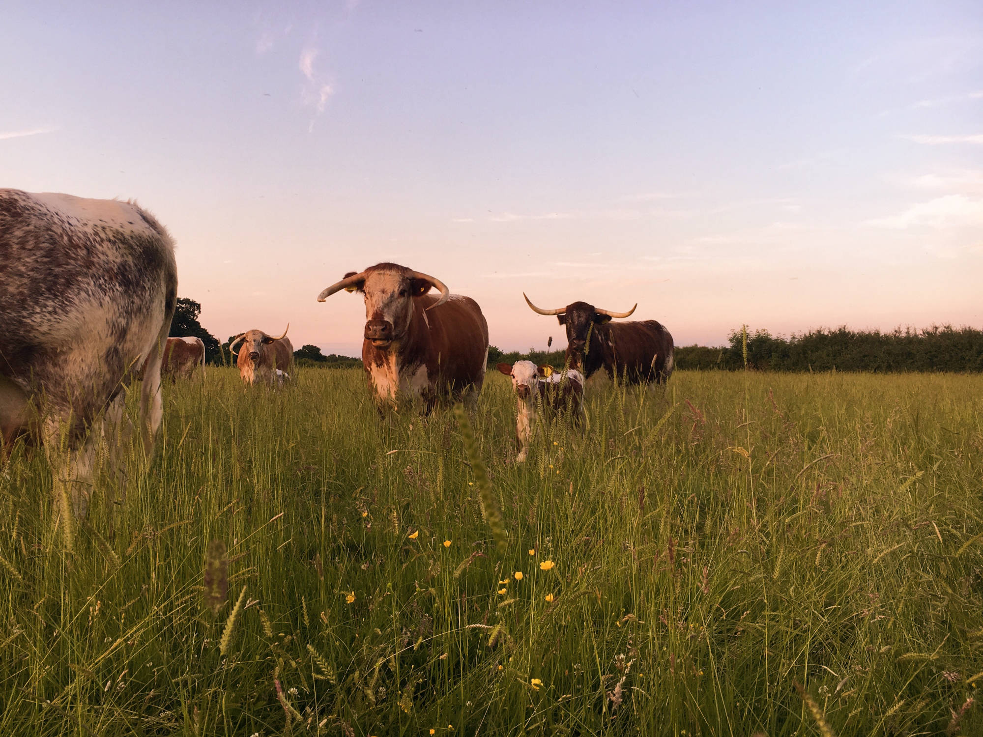 Evening sunset picture of our English Longhorn cows with their young calves 