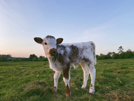 Young English Longhorn calf 