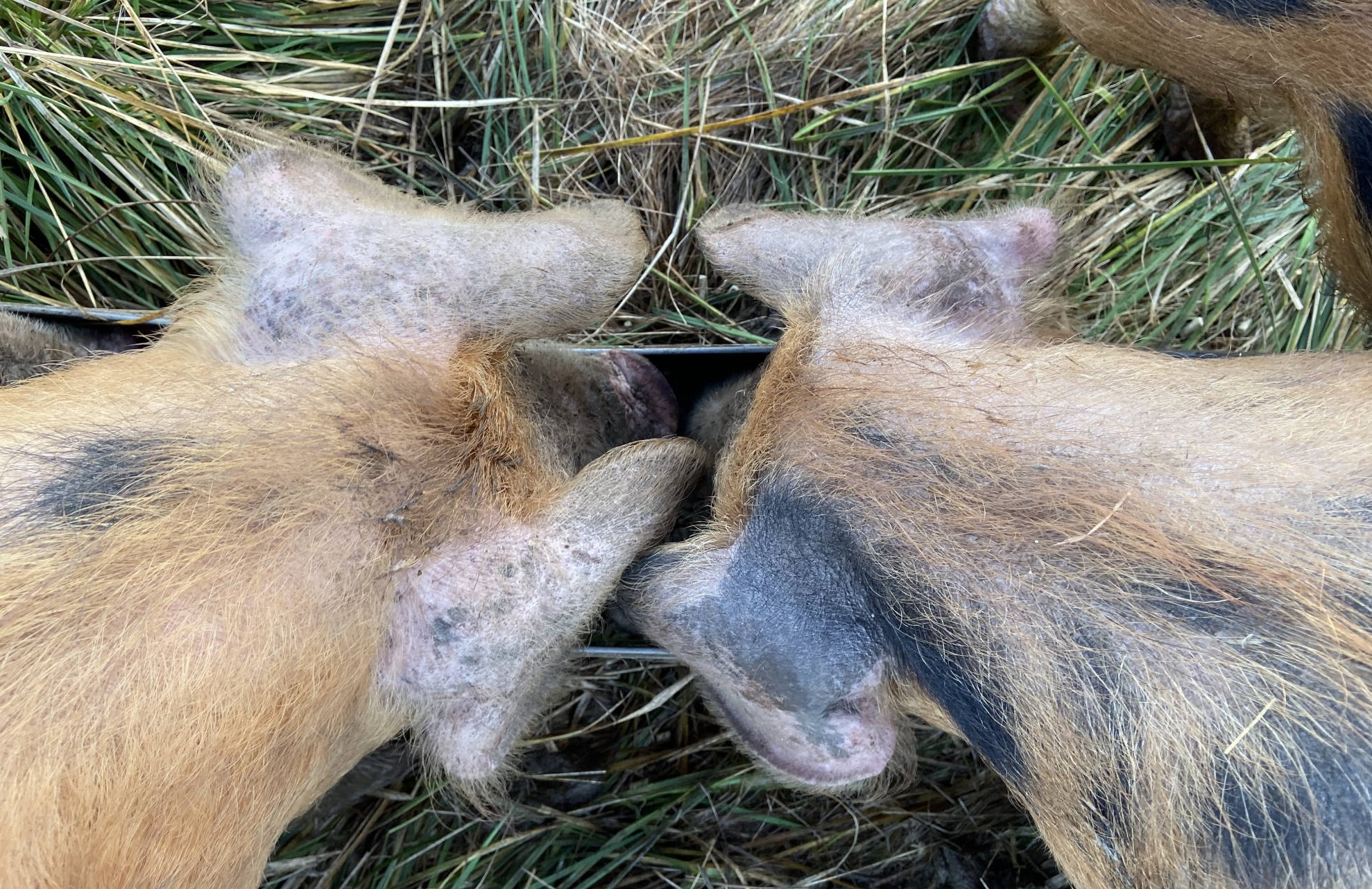 Two Oxford Sandy and Black pigs feeding from their organic feed
