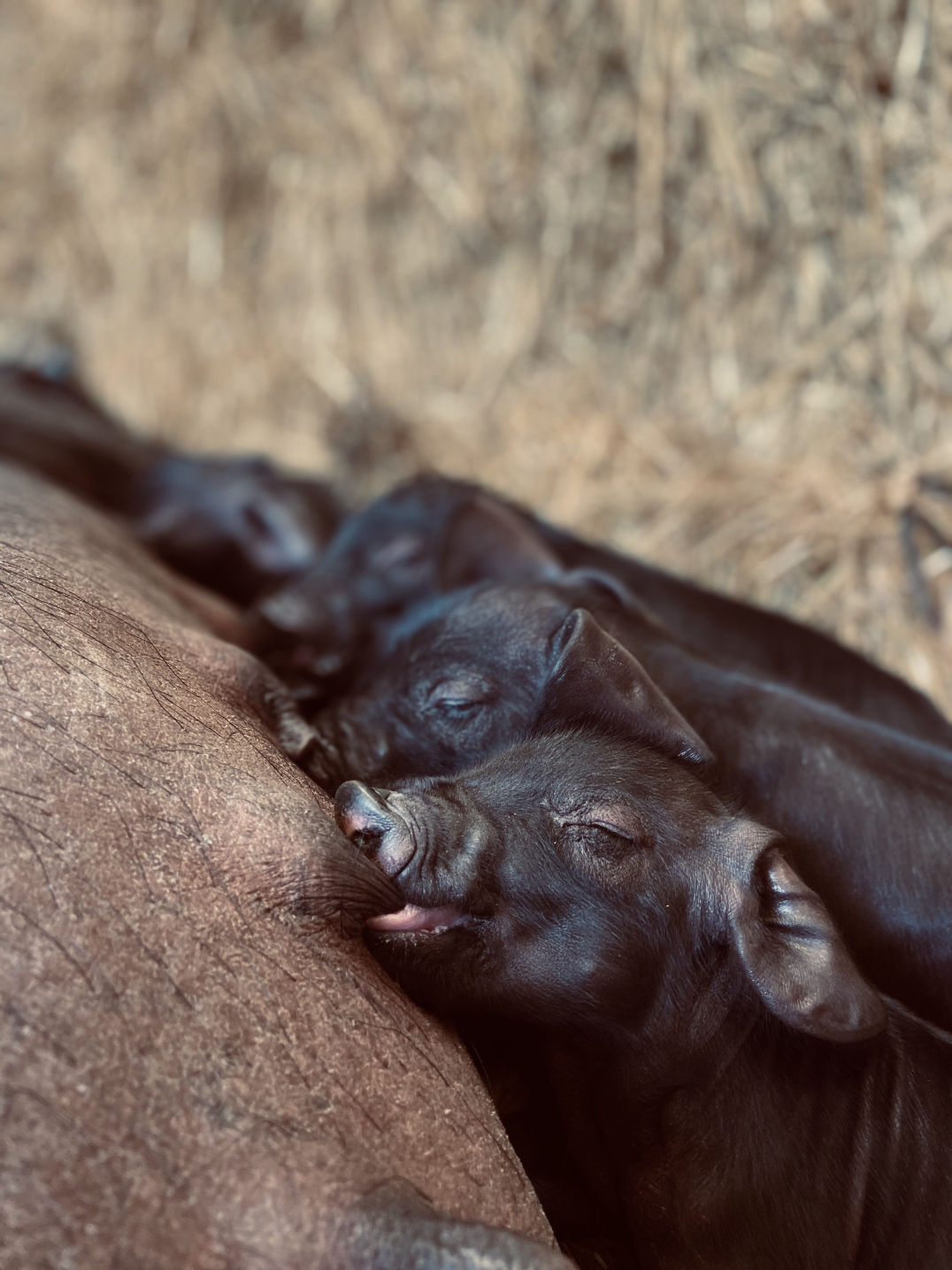 Large black newborn piglets