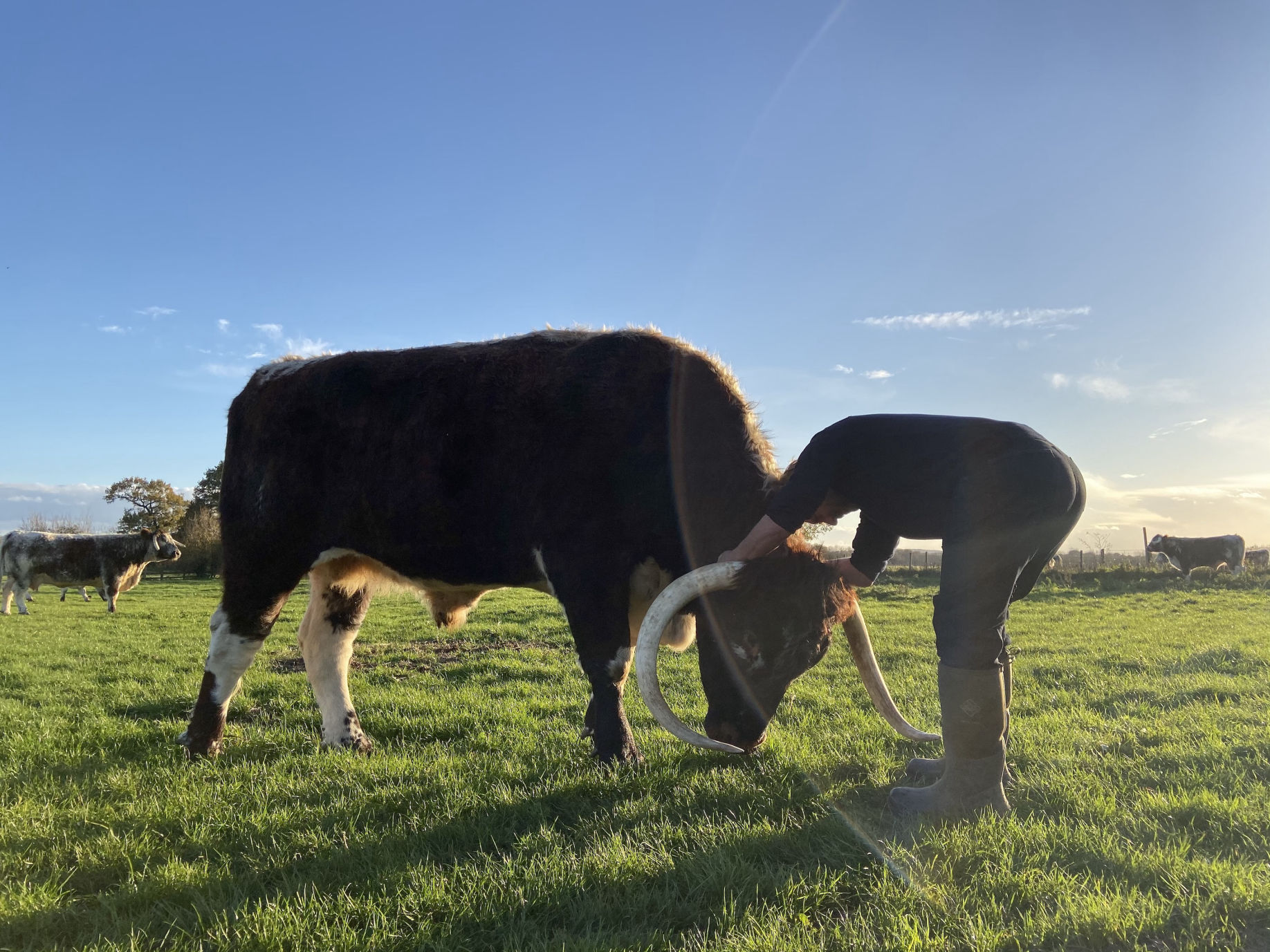 Farmer Tim Thompson and our favourite cow